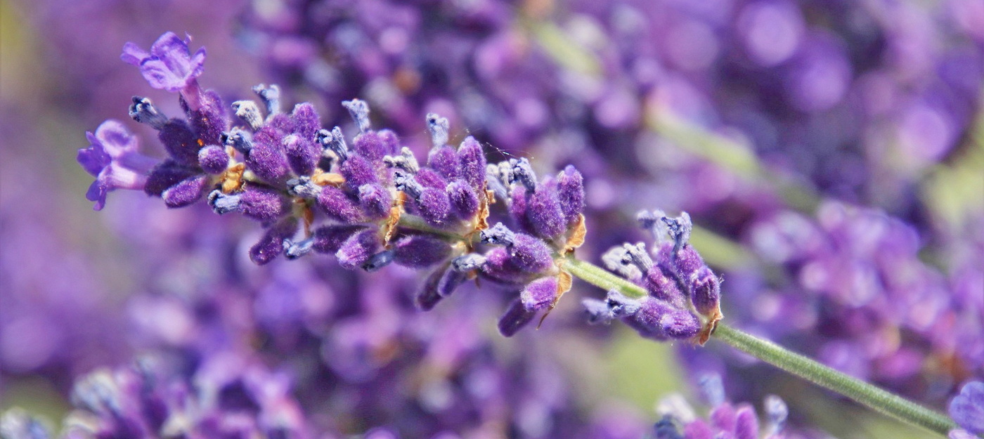 Traureden Schmid - Vorsorgereden